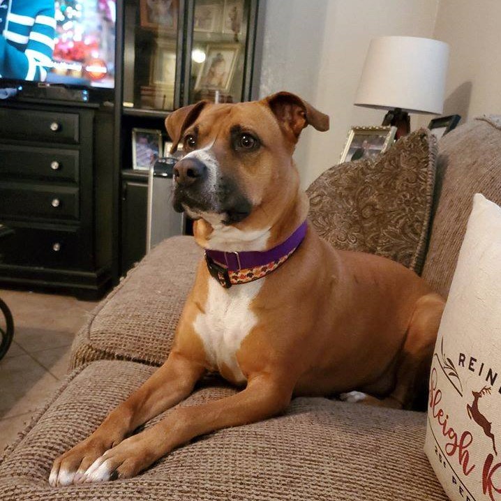 DallasDogLife tweet media