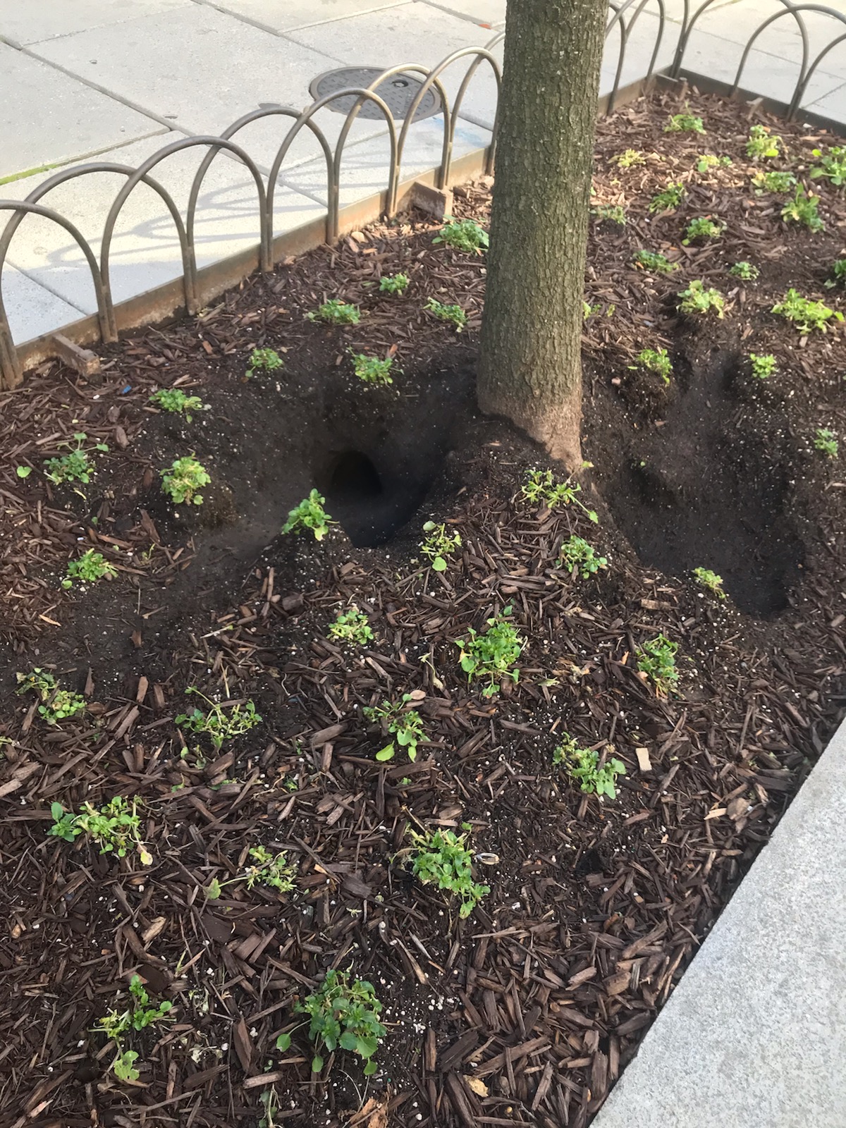 DC Health on Twitter: