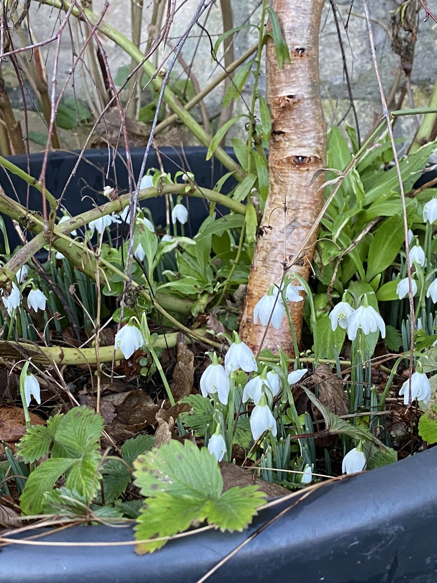 17windows's tweet image. Looking lovely in the sun earlier today @wildwalcot