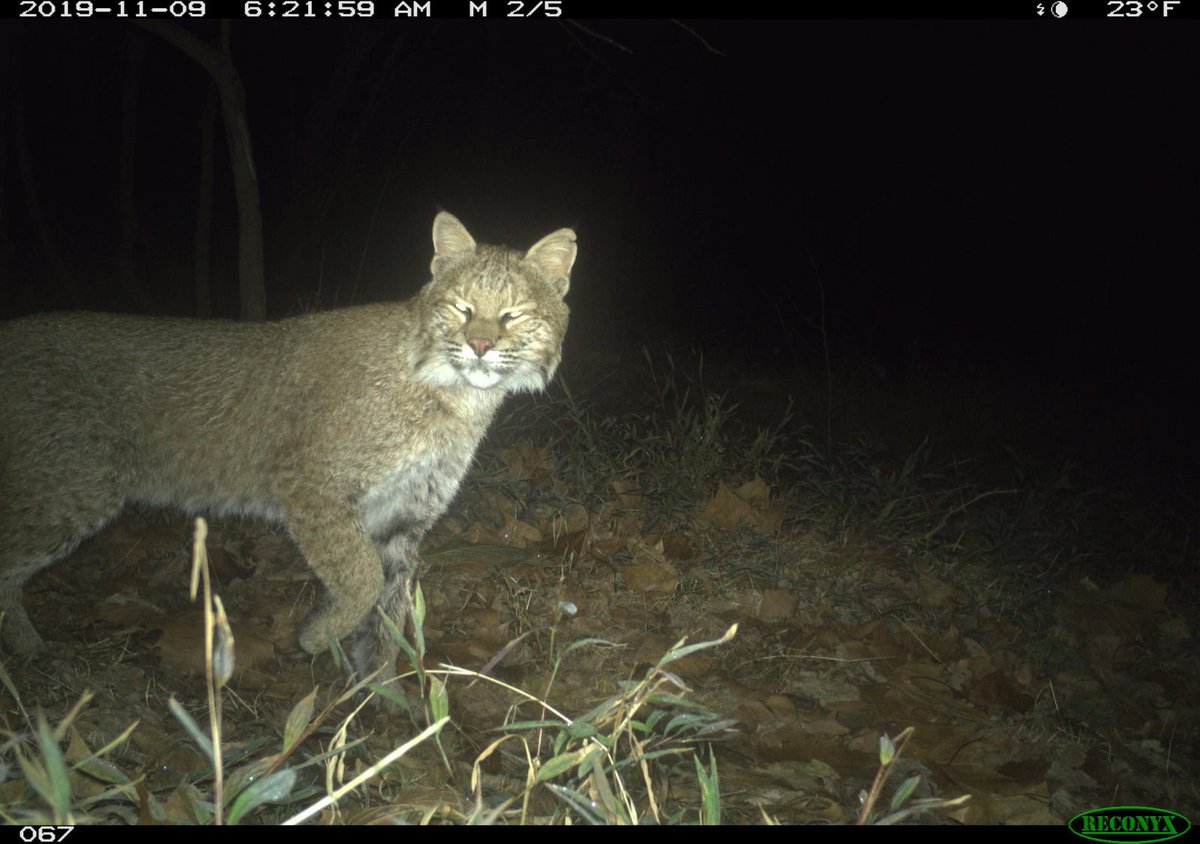 SustainDC's tweet photo. Happy #FelineFriday DC! Another great story by @JacobFenston @wamu885 about #WildDC with DC's first spotting of a bobcat, caught on @dccatcount cameras by the @COcanalNPS! Don't worry, bobcats are not a threat to humans, and might even help with rats! https://t.co/fQGNKqtj4Y https://t.co/SOI1KGNmTX