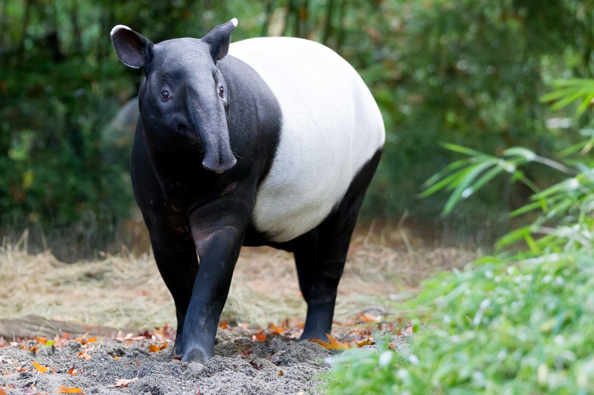 black and white tapir stands in green grass