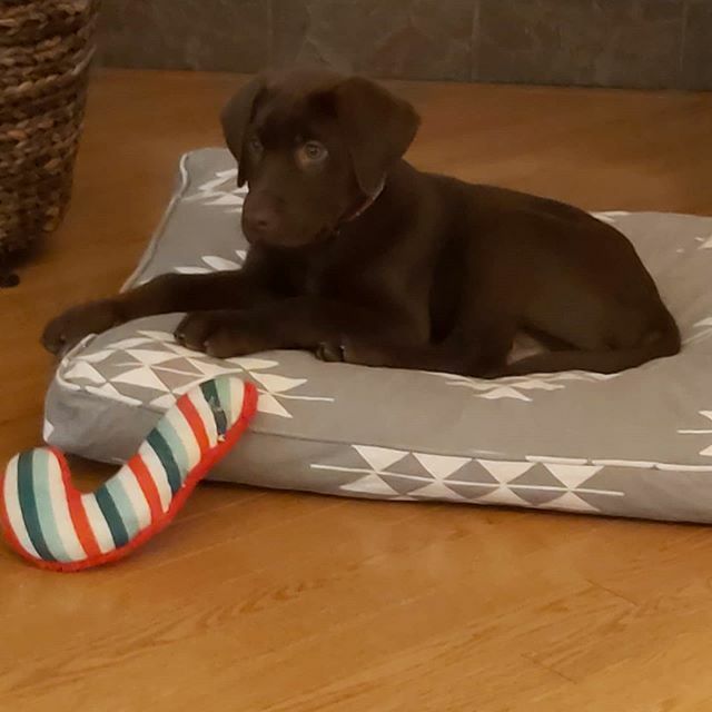 Holly cuteness!
#puppylife ift.tt/2ufmuWr