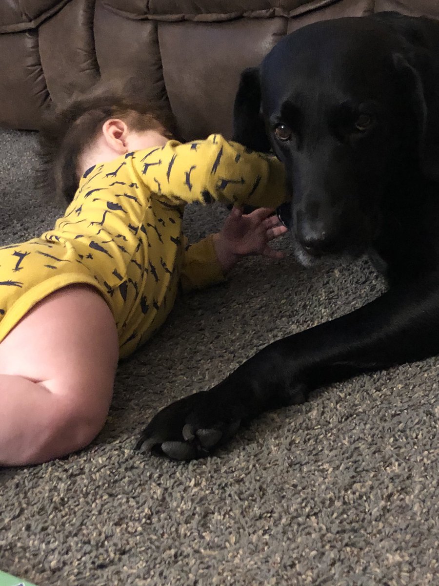 DenneyDestiny's tweet photo. Not much better than a boy and his dog. #jamesonandcolby #almostcrawling #mackcanthang #momlife https://t.co/lVBmvJqvgb