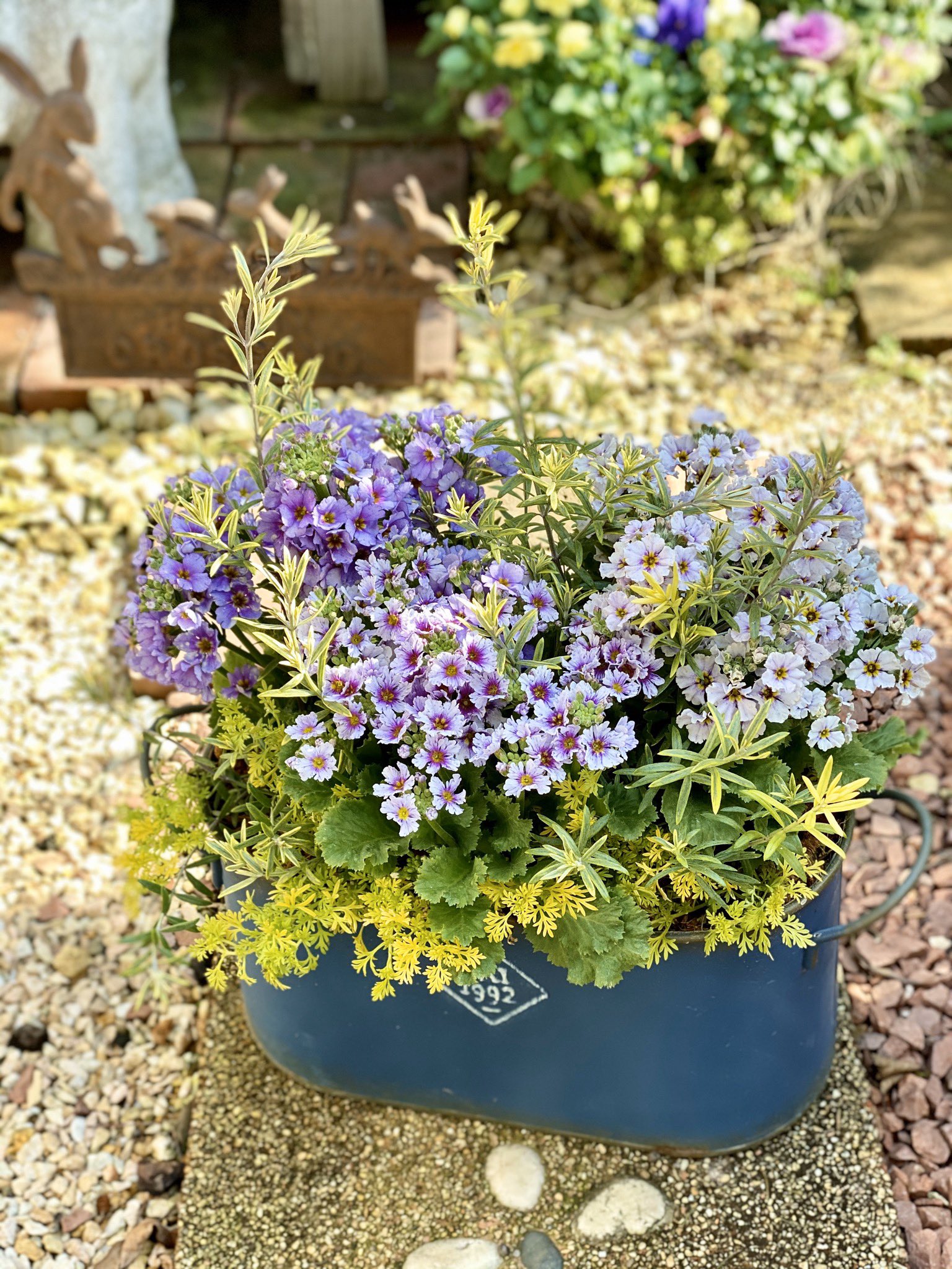 わたなべ花壇 入荷速報 プリムラマラコイデスのブルー イエロー系のリーフと合わせると 暖かな雰囲気で楽しめます 半日陰でも楽しめる優等生です わたなべ花壇 T Co Qr0fy1ehzl Twitter