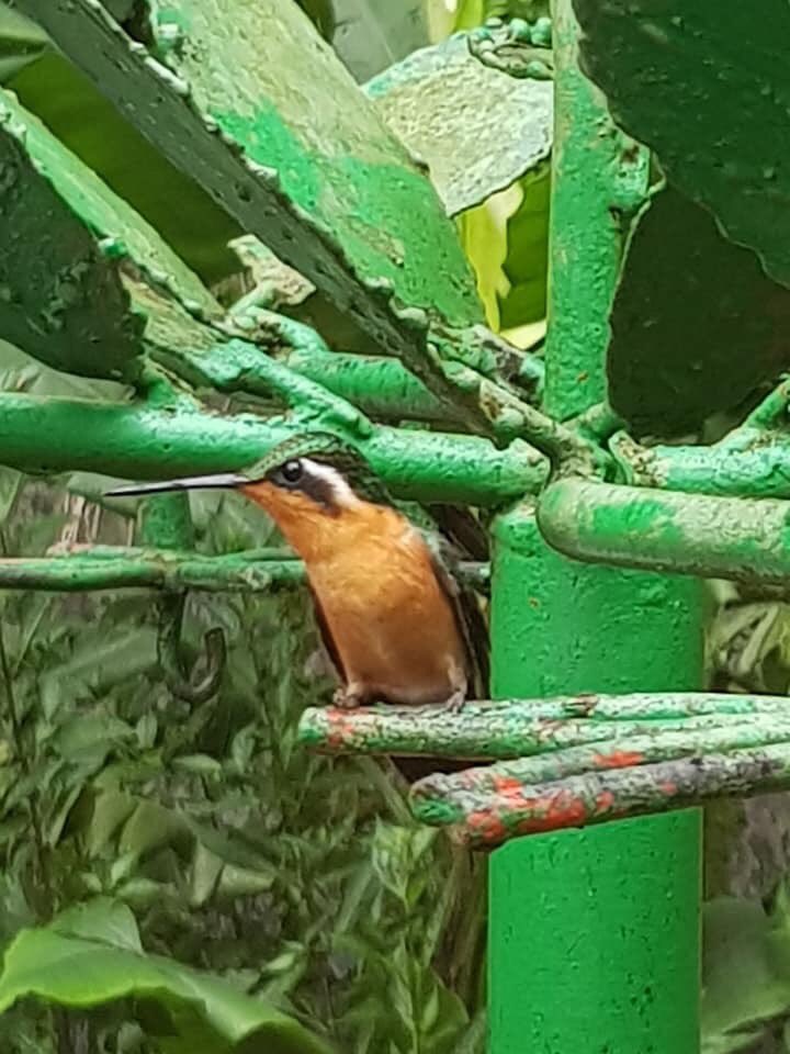 rhythmoftime's tweet image. Monteverde cloud forest#Costa Rica#Birding💚