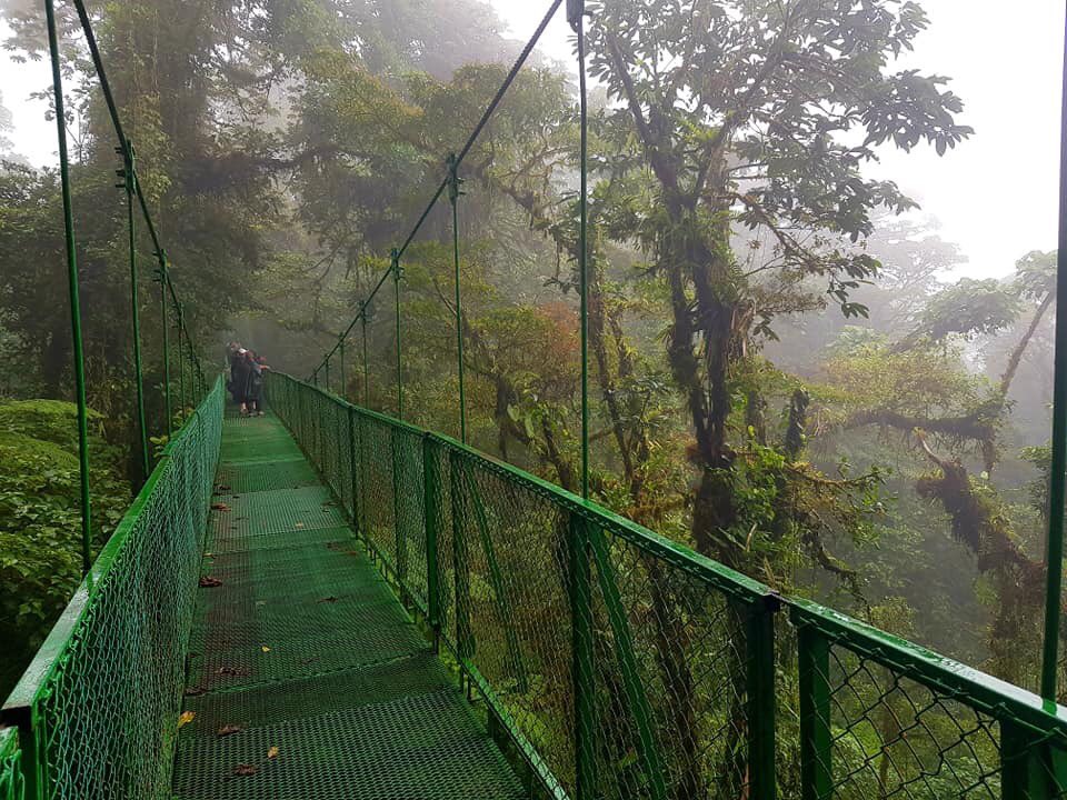 rhythmoftime's tweet image. Monteverde cloud forest#Costa Rica#Birding💚