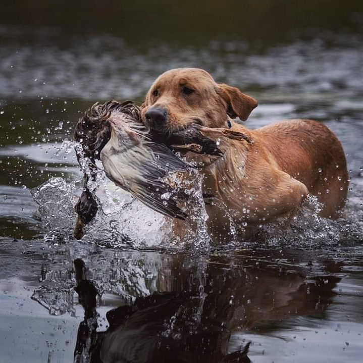 RealtreeDog's tweet photo. Give them the fuel they need 💪🏼
#RealTreeDog
📷: @troyoz_photography https://t.co/C8Lt4TluqH