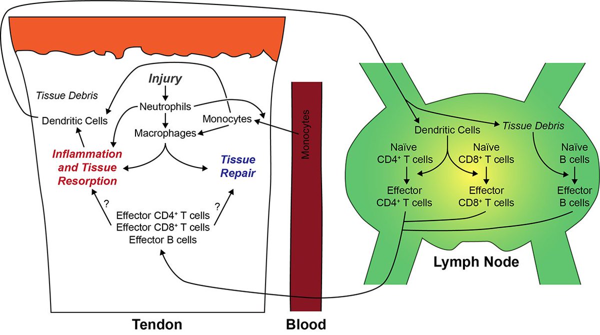 Our latest paper by <a href="/thomasmlii/">Thomas M. Li</a> <a href="/SwansonGoBlue/">Jacob Swanson</a> <a href="/NateDisser/">Nate Disser</a> and others, on adaptive immunity and the lymph node response to tendon injury, is now out in <a href="/japplphysiol/">Journal of Applied Physiology</a> physiology.org/doi/abs/10.115…