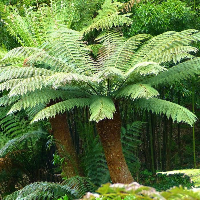 A fabulous tree fern