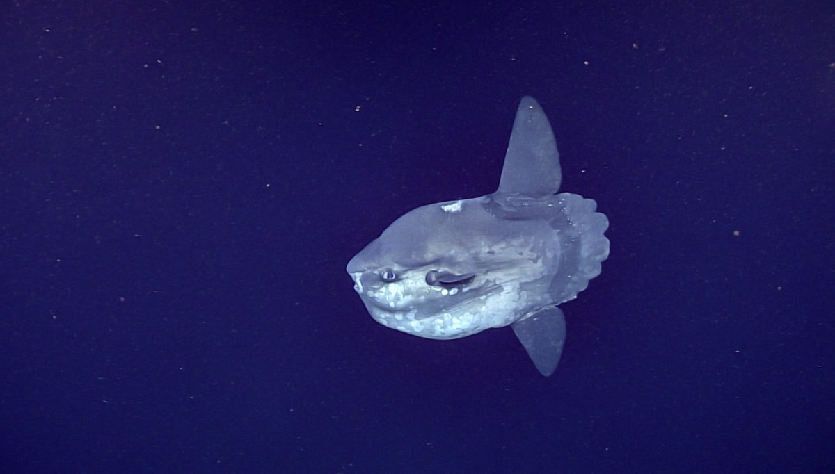 A visit from this ocean sunfish (Mola mola) was one of the highlights of Dive 10 of the 2019 Southeastern U.S. Deep-sea Exploration! 📷NOAA #deepsea #MarineLife #fish #sunfish