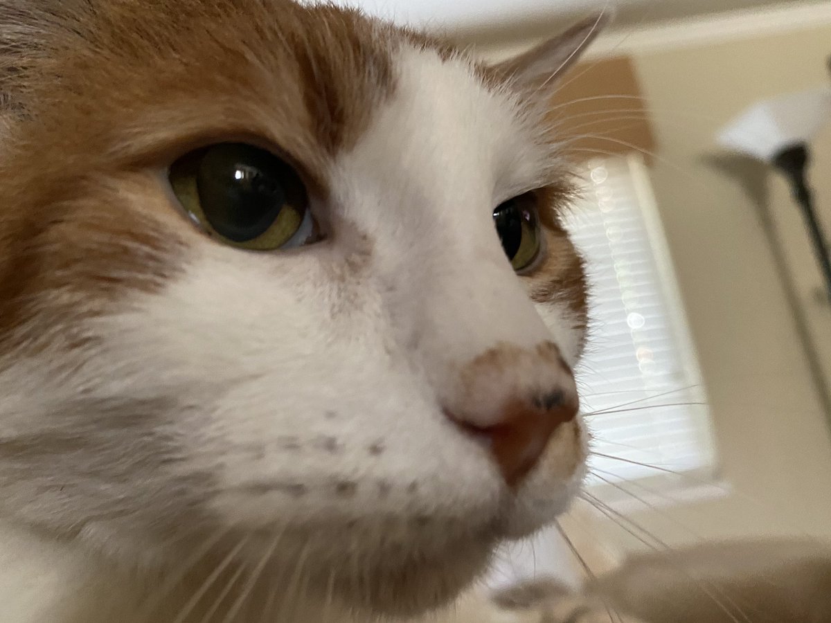 Close up of Dexter the cat