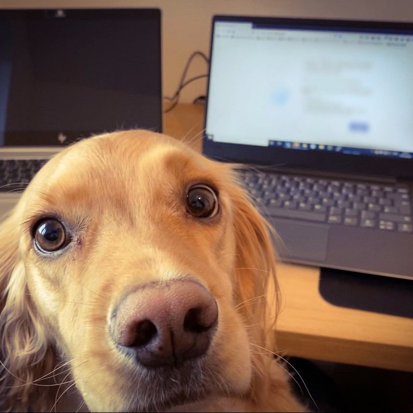 Photo showing two laptops on a desk, with a golden cocker spaniels face close to the camera getting in the way!