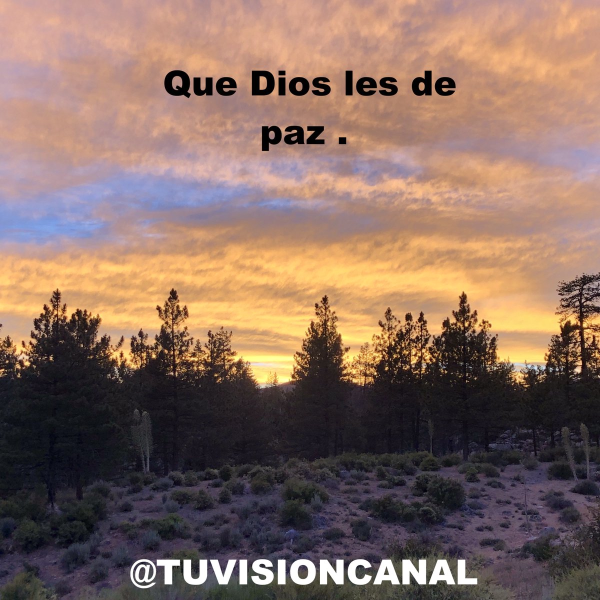Tu Visión Canal tweet media