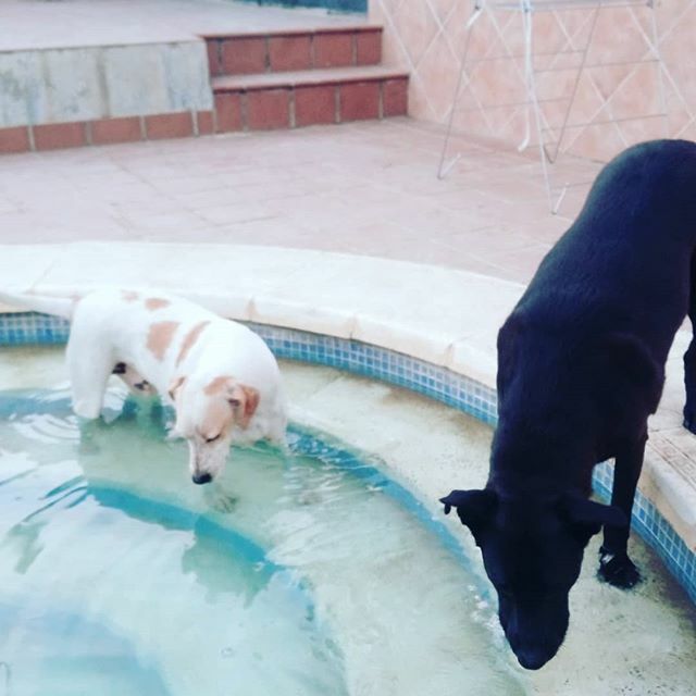 TUVIZO's tweet image. Post run refreshments! Straight in the pool every time! #runnersofinstagram #runwithdogs #dogsofinstagram #happydogs #itsadogslife #dogs #rescuepups #dogstagram #dogoftheday #dogsonadventures #dogslife #runningspain #dogsworld #dogsofig #runningmom #run ift.tt/2R4pOgc …