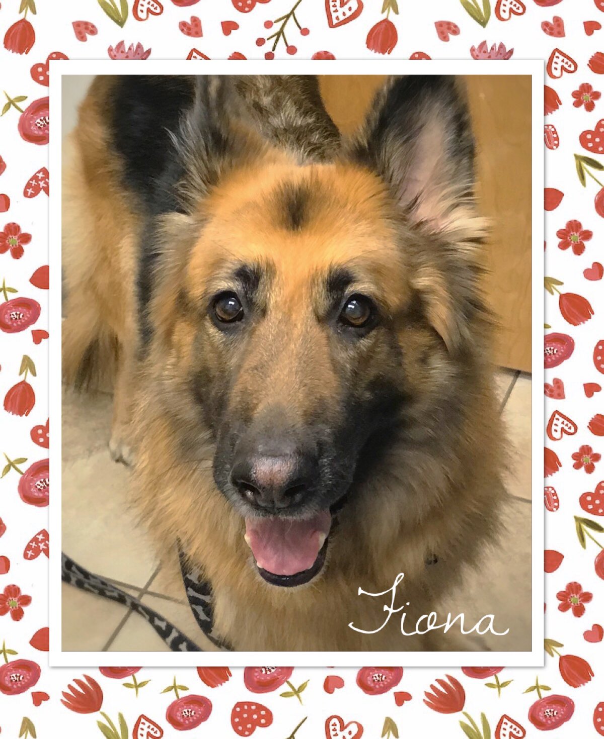 Hilton Veterinary Clinic of Ferndale (@hiltonpetvet) / Twitter