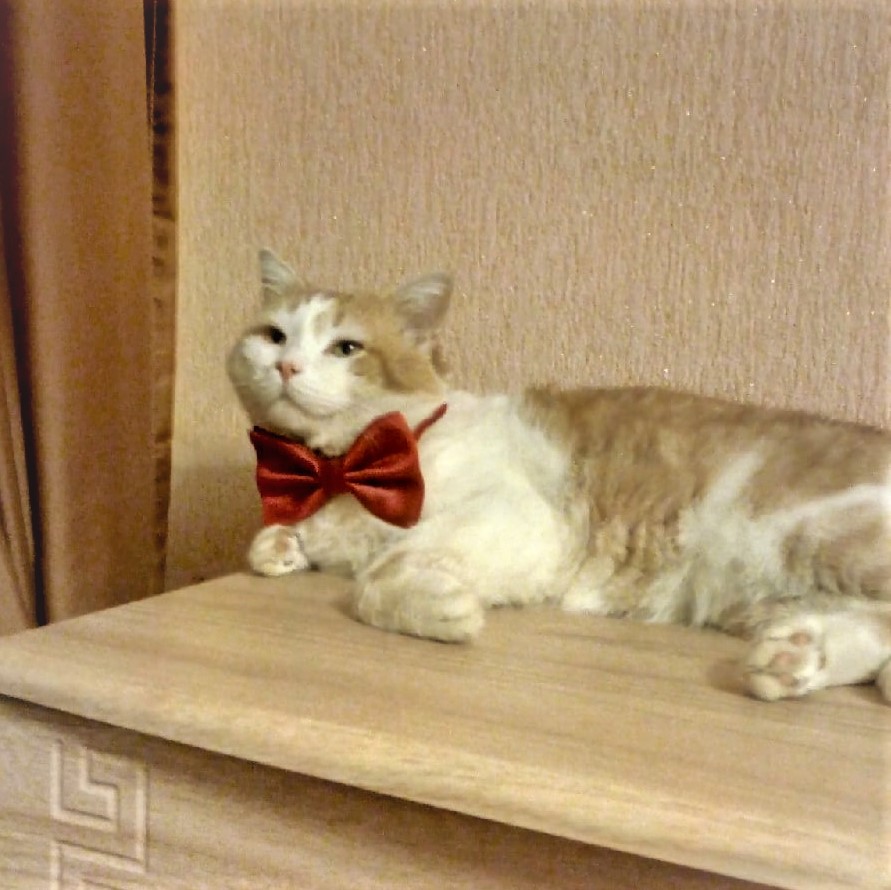 Mazdatwit's tweet image. Кот Малыш - член жюри SEO-конкурса GOFUCKBIZ НЕCPAВНЕННЫЙ - nahbiz.moscow #конкурс #seo #ruseo #it #retweet