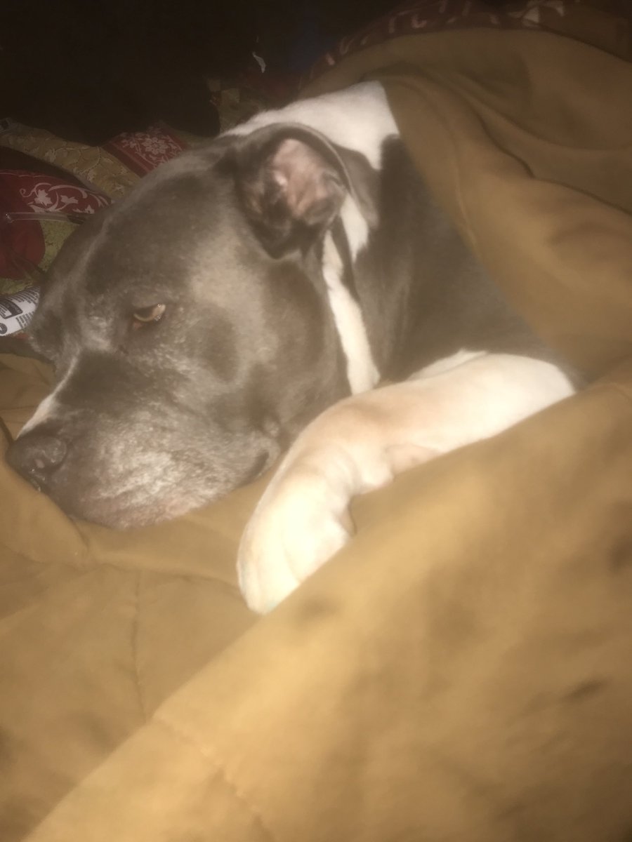 479Paco's tweet image. My MF Boi Blue is his name Badass Add on to the fam🔥💯💯🥊💣🙏🏼🙏🏼💪🏽💪🏽🙏🏼