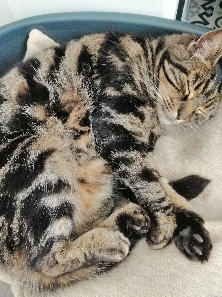 IanBrownTV's tweet photo. Office cat #2 being basically a bit rubbish.
#lazy #sleepagain #caturday #typesomething https://t.co/IT6fXQeNQk