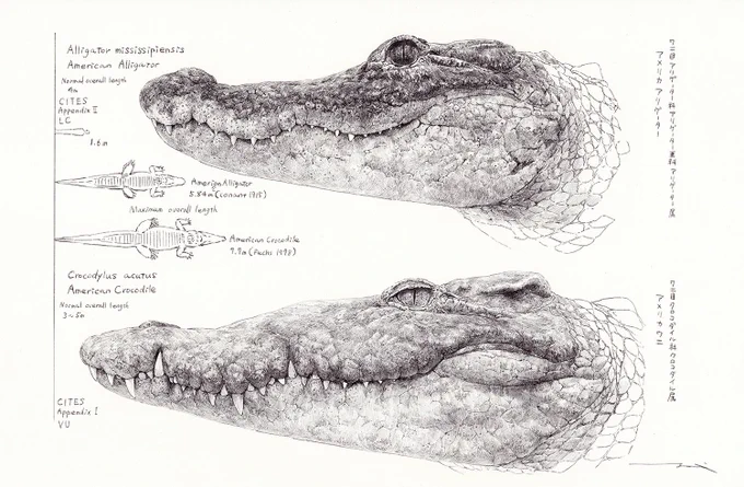#私はこんな仕事がしたい #関係者に届くまでリツイートされ続けると聞いてワニの論文に使う図、ワニの画集やらワニの図鑑やら…ワニのイラストなんでも描きます!!(他の動物でも何かあれば是非ご相談を) 