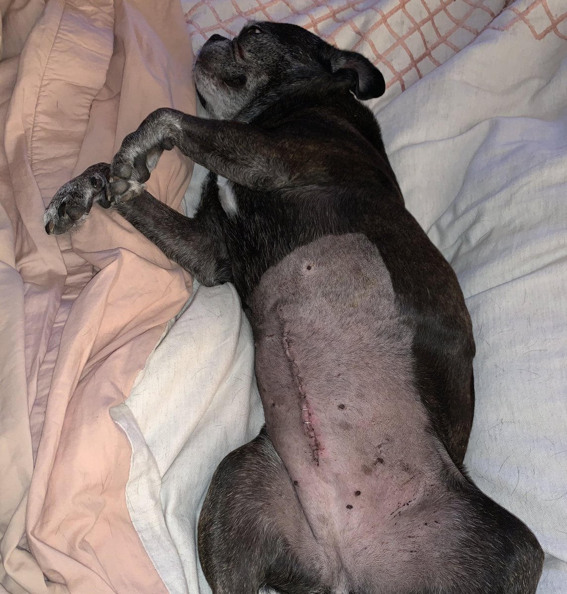 One week ago this girl was having emergency surgery for complications from surgery for an intestinal blockage. We weren’t sure she was going to make it. 1 wk later, she’s back to normal! Little lighter and a big scar to boot. #Stella