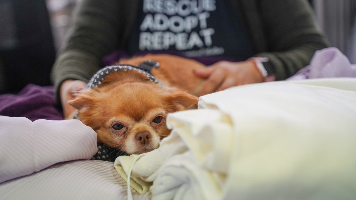 Team Front Street (@frontstreetlife) on Twitter photo A big thanks to Assemblymember Bill Quirk <a href="/AsmBillQuirk/">Bill Quirk</a> for donating linens to the shelter pets! Tinkerbell sure seemed to enjoy them. A big thanks to Assemblymember Bill Quirk <a href="/AsmBillQuirk/">Bill Quirk</a> for donating linens to the shelter pets! Tinkerbell sure seemed to enjoy them.