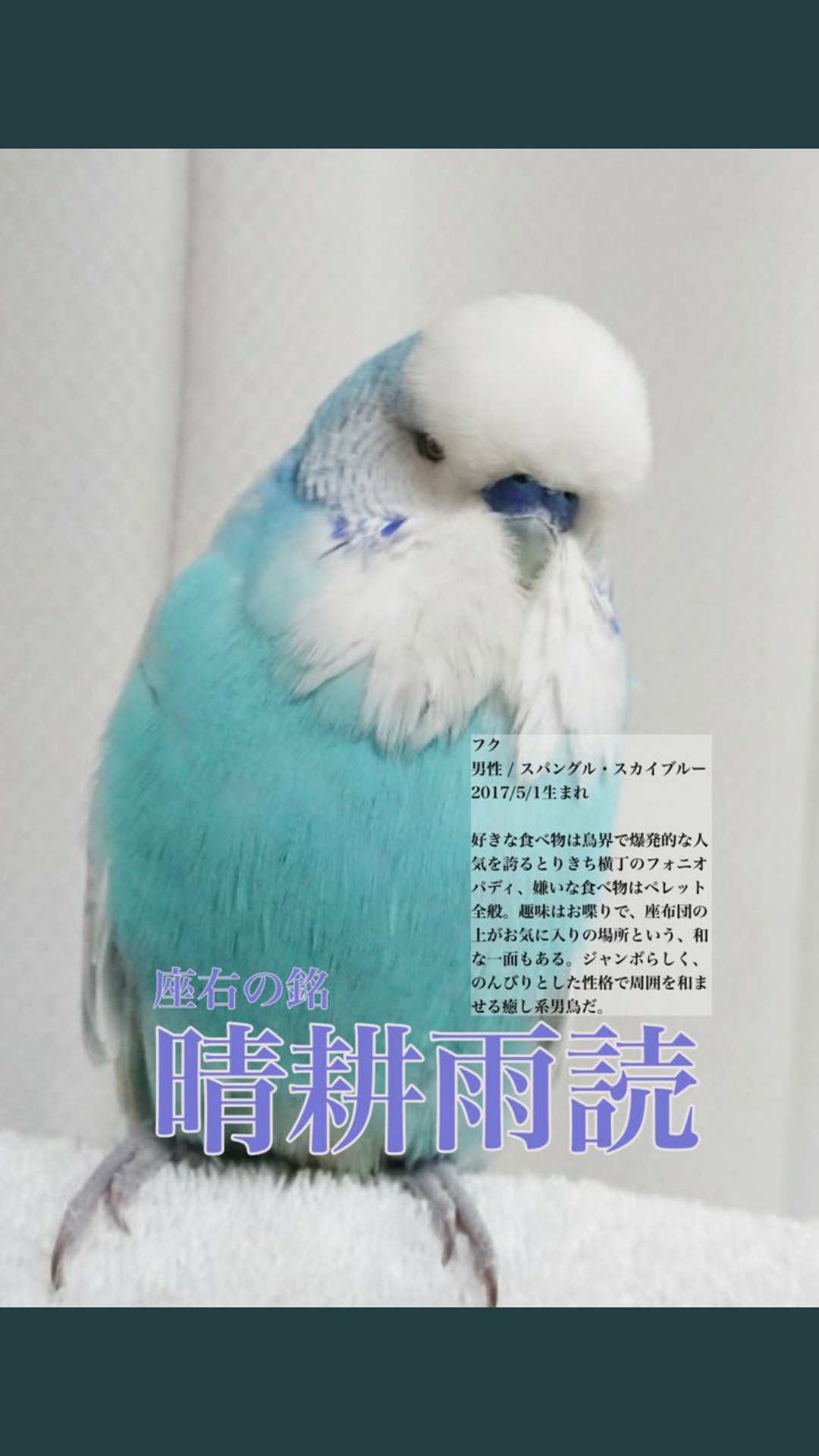 تويتر Chiipappa30 على تويتر 鳥作家hikaruさんにのっとって ジャンボセキセイインコの日 我が家のフクも参加させてもらいます スパングルスカイブルー ジャンボのモフモフで埋めたい ジャンボ可愛さ普及委員会 ジャンボセキセイインコ T Co j2mprbk3