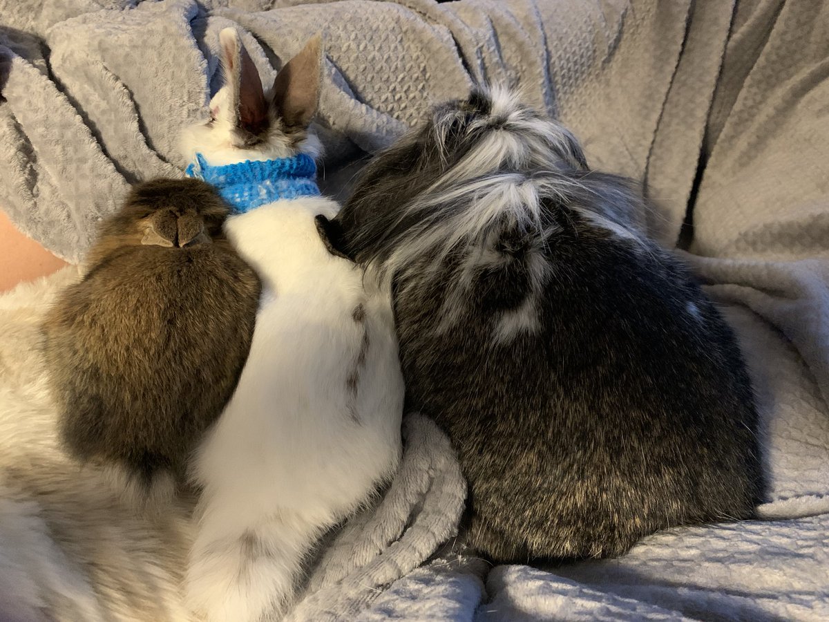 bailey_brouwer's tweet photo. Lil guy, medium sized guy, and chunky lady jchillin ♥️🐰♥️ https://t.co/liUjgyUFAn