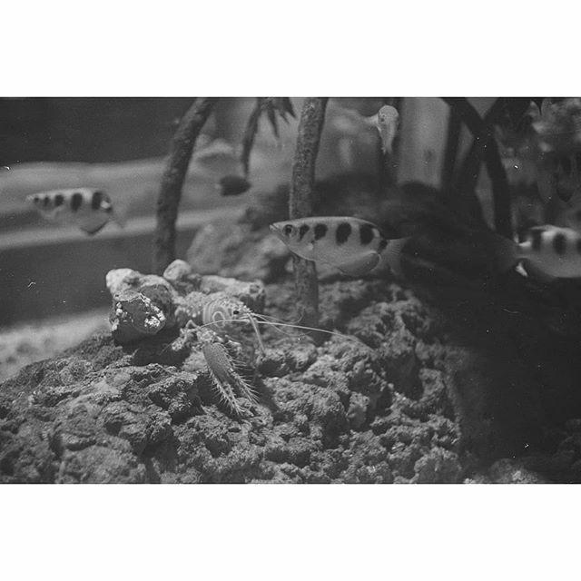 divaulia's tweet photo. Shrimp thru glass, gigit jari lagi...
.
.
.
#jakartaaquarium #jakarta #filmphotography #filmisnotdead #35mm #ishootfilm #35mmfilm #filmcamera #staybrokeshootfilm #believeinfilm #buyfilmnotmegapixels #istillshootfilm #filmisalive #shotonfilm #filmcommunit… https://t.co/OQMX869IZv https://t.co/hDs6D2a93M