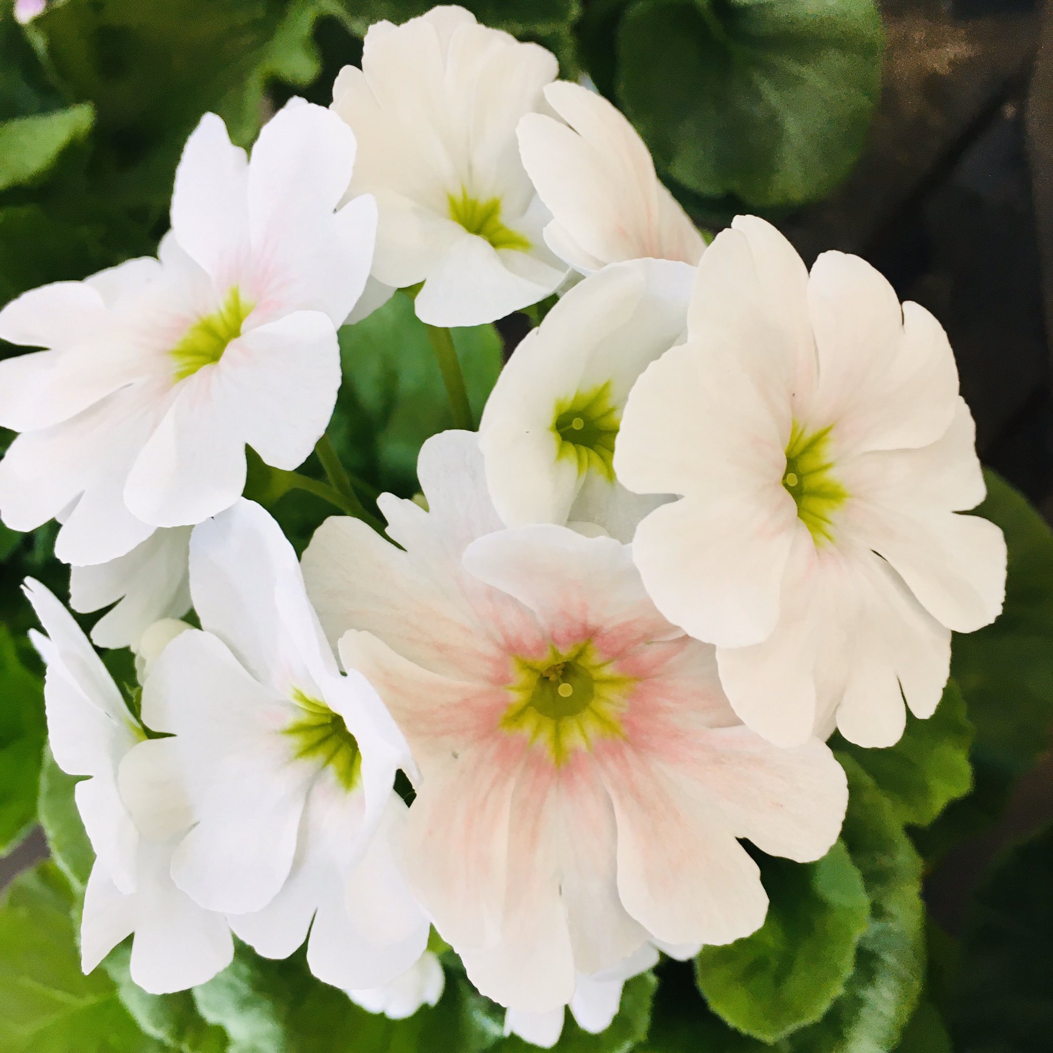 冬の間長く咲く花 Twitter Search Twitter