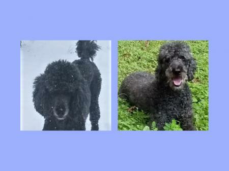 #Lost #Chicago #IL #AuburnPark (W. 79th & S. Yale) Toretto - Male Poodle Standard. Grey. Call 980-365-0595 if seen or found. Friendly. #CookCounty. 60620. 01-14-2020.

***Unfamiliar area!  Just moved to Chicago!***

More Info, Photos and to Contact: … ift.tt/36a1eyZ
