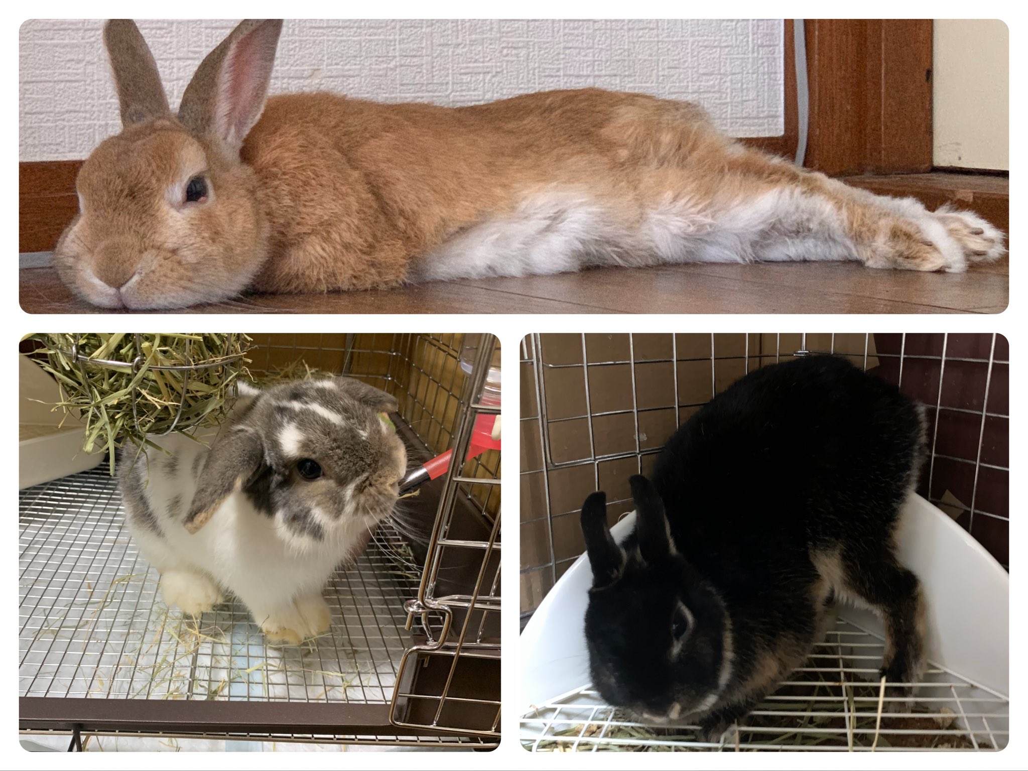 いちごチャンネルときどきオレオ うさぎ ウサギ ネザーランドドワーフ ホーランドロップ いちご オレオ 大福 T Co Mgf6saiuel T Co 5bpjxrk3su Twitter