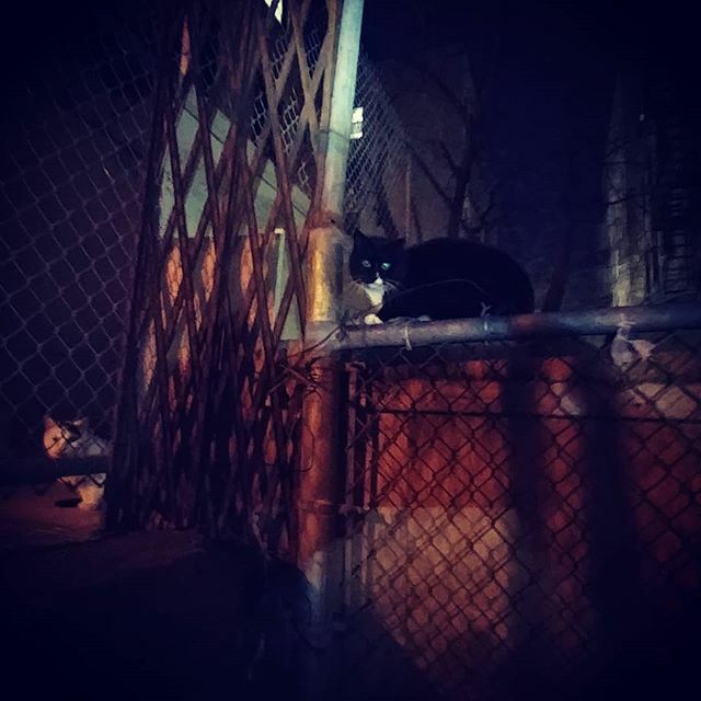 felineshelves's tweet photo. Me: hay fellas. Meal time!
Street kits: good to see you guy. Meal time! #bringcatsindoors #felineshelves #tnrsaveslives #tnrworks #tnr #streetcat #streetcats #catfostersrock #catification #catshelves #catshelf #catbridge #cats #cat #gato #gatos #catsofin… https://t.co/jkGGaJdfvC https://t.co/ktUk3DAyEh