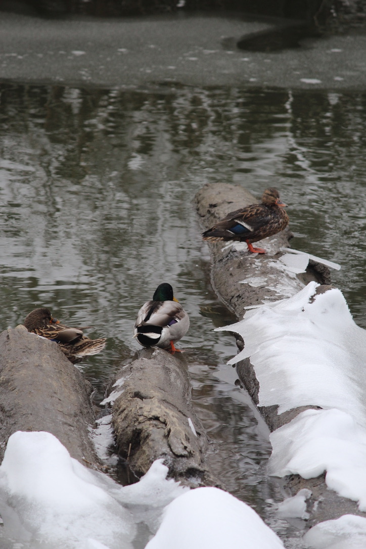 Three mallard ducks (two females and one male) perched on three icy logs in a partially frozen river.