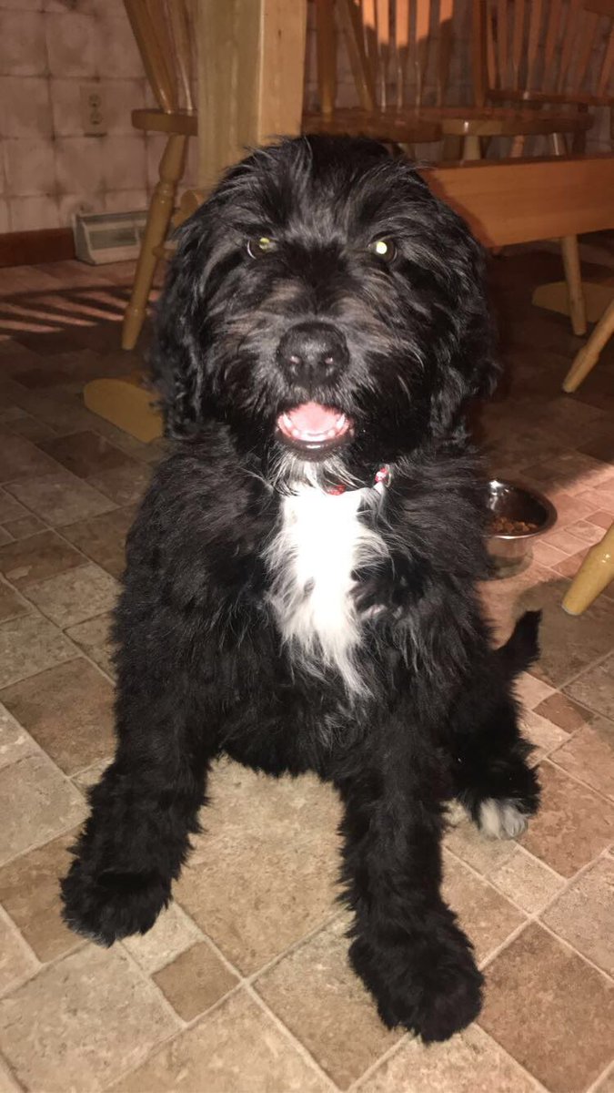 Meet Busch!