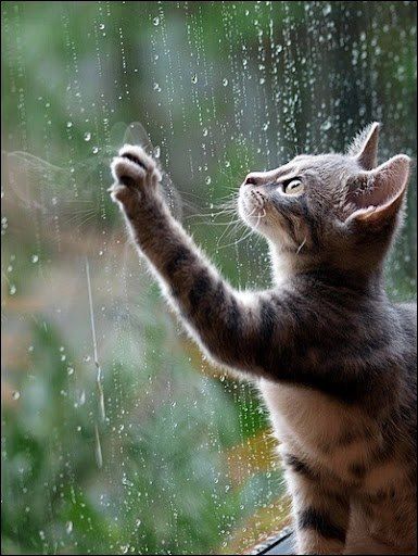 bcmtourism's tweet photo. Great news, Buffalo City! Current rainy conditions are forecast to last throughout the weekend, and into next week.
WeatherSA is forecasting a break in the clouds on Monday, but the much-needed rain is almost certainly going to return on Tuesday
#ThisIsBuffaloCity #GloriousRain https://t.co/RExhDs2fhO
