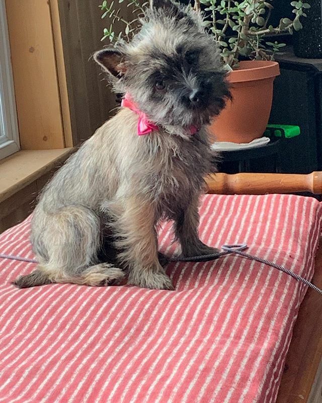 JulianaJMills's tweet photo. Meet Izzy, our Cairn Terrier puppy, born on Sept 11th, so I’ll never be able to forget her birthday.  We love her to pieces.  She’s just four months old and growing and learning fast!  #doglovers #puppies https://t.co/LYooLMsYUs https://t.co/GGmHwMbbSC