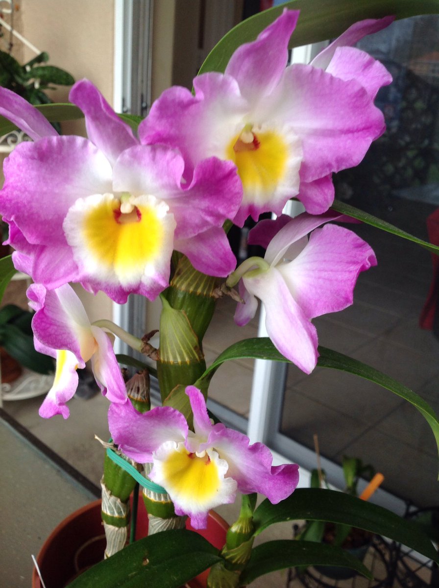 123orchids's tweet photo. https://t.co/l02dP2Vfgx