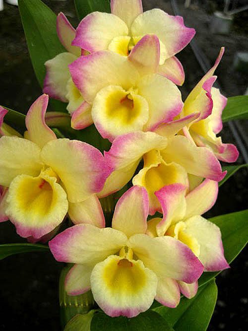 123orchids's tweet photo. https://t.co/l02dP2Vfgx