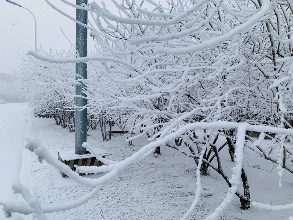 blitheheartAnne's tweet image. After days of really cold temperature; it finally snowed here in Tianjin,China this morning. But as i am typing this, it’s melting already.🤷🏻‍♀️😅