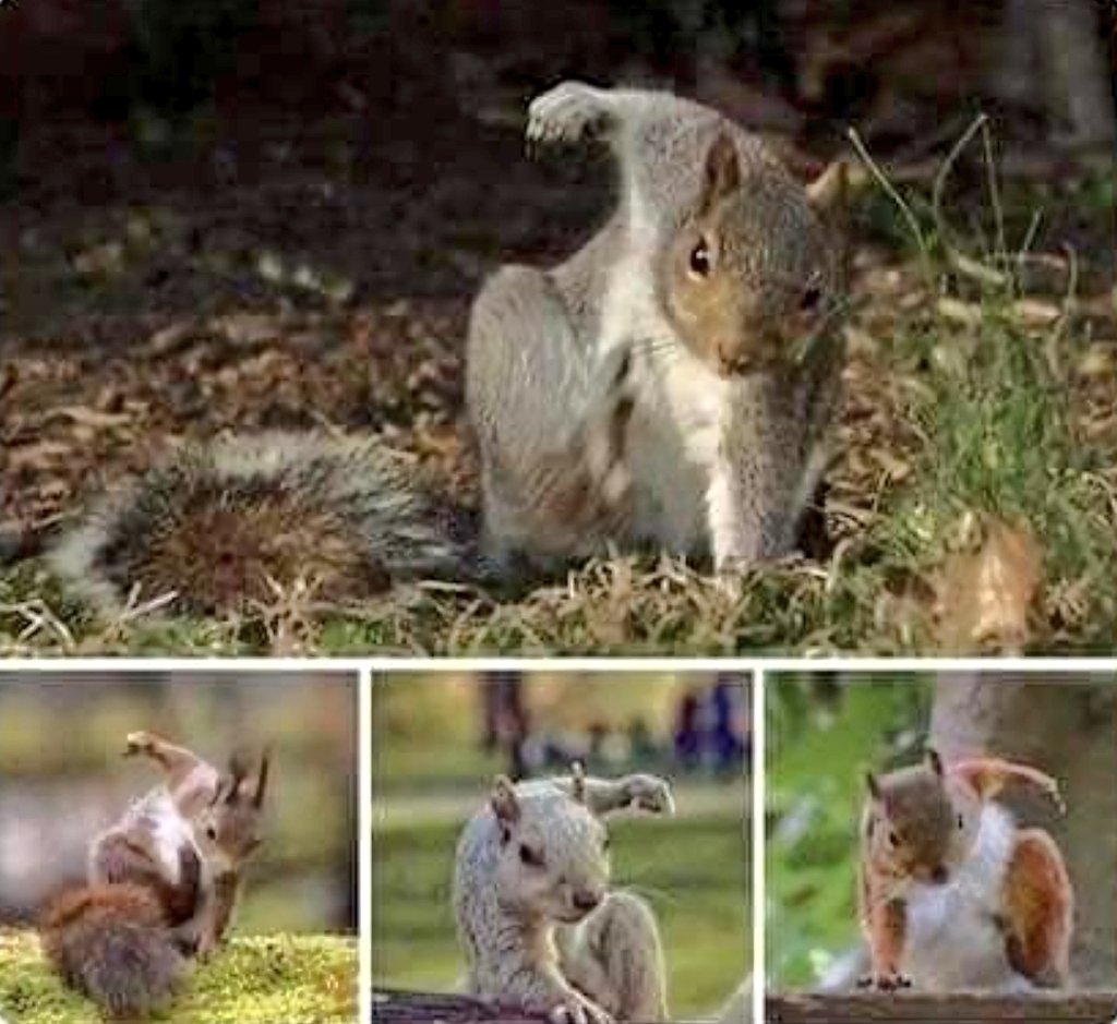 AkmalIzzat. on Twitter "Did you know when squirrels land on the ground