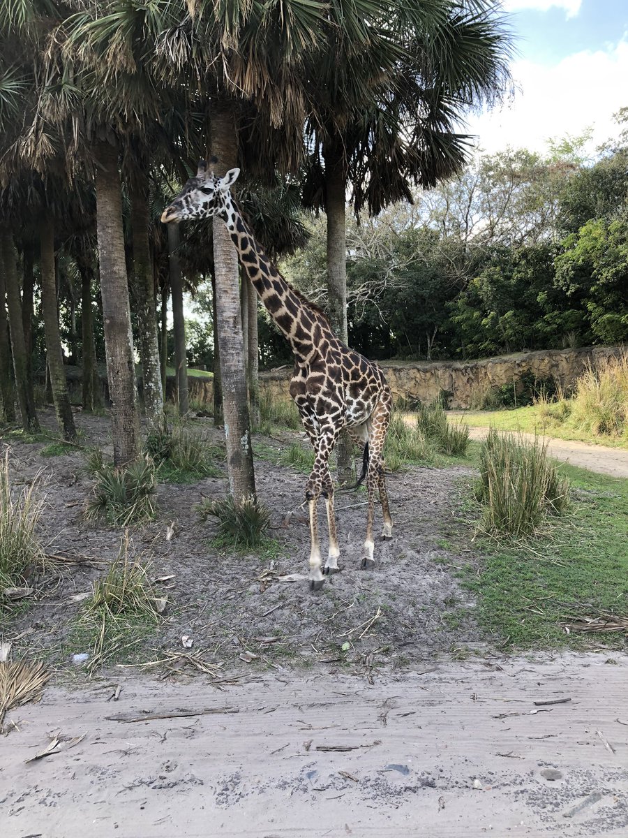 monique_bonneau's tweet photo. Happiest place on Earth...Escape the freezing temperatures... Basking in the sun...Disney Parks... Still to come - NFL ProBowl, Orlando Magic vs OKC, Space Center and so much more 😊 https://t.co/HxxW4fqaxt