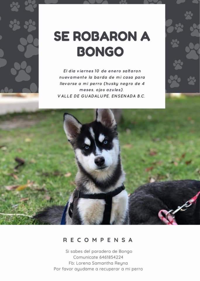 cristina rocha tweet media