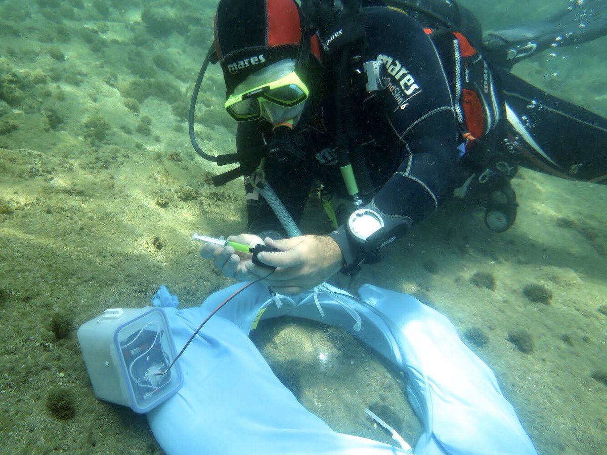 PelegOhad's tweet photo. Our paper is finally out in @JEcology! Using direct in situ measurments, we showed how #tropicalization may shift #shallow_temperate_reefs from being #carbon_sink to source while increasing biomass and biodiversity. Please share
https://t.co/8yLZ0OR3b0 https://t.co/SbhNvs4YgU