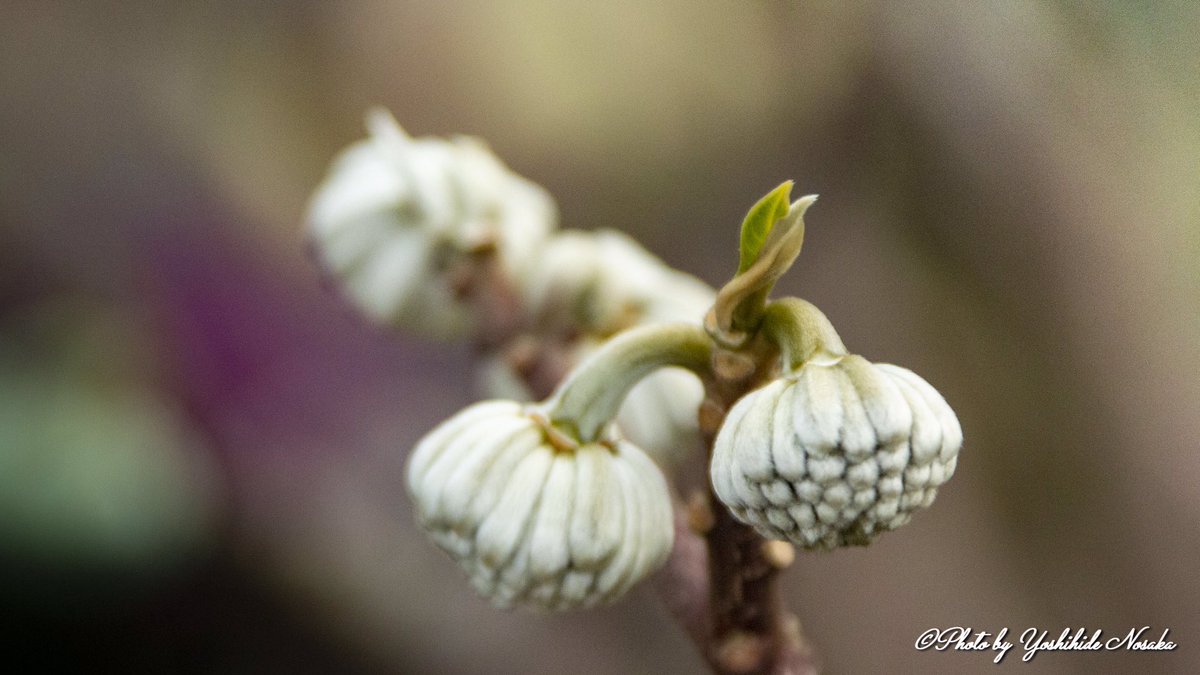 よしひで ミツマタの花の蕾 三俣の花 ミツマタ つぼみ 今はあまり見かけない 三俣の蕾 花 花撮り人 お写んぽ よしひで ミツマタの花の蕾 三俣の花 ミツマタ つぼみ 今はあまり見かけない 三俣の蕾 花 花撮り人 お写んぽ