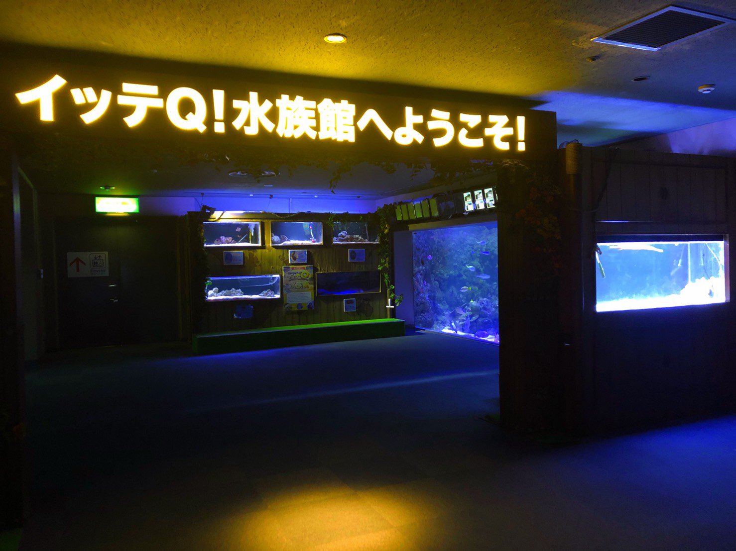 横浜 八景島シーパラダイス公式 ありがとうイッテq水族館 11年より日本テレビの 世界の果てまでイッテq でスタートした イッテq水族館プロジェクト の展示エリアが1月26日 日 をもって終了します 感謝を込めてイッテq水族館の仲間たちを 横浜 八景島シーパラダイス公式 ありがとうイッテq水族館 11年より日本テレビの 世界の果てまでイッテq でスタートした イッテq水族館プロジェクト の展示エリアが1月26日 日 をもって終了します 感謝を込めてイッテq水族館の仲間たちを