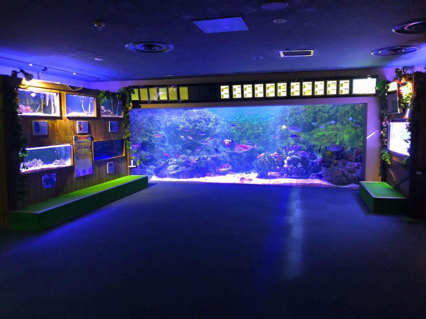 横浜 八景島シーパラダイス公式 ありがとうイッテq水族館 11年より日本テレビの 世界の果てまでイッテq でスタートした イッテq水族館プロジェクト の展示エリアが1月26日 日 をもって終了します 感謝を込めてイッテq水族館の仲間たちを 横浜 八景島シーパラダイス公式 ありがとうイッテq水族館 11年より日本テレビの 世界の果てまでイッテq でスタートした イッテq水族館プロジェクト の展示エリアが1月26日 日 をもって終了します 感謝を込めてイッテq水族館の仲間たちを