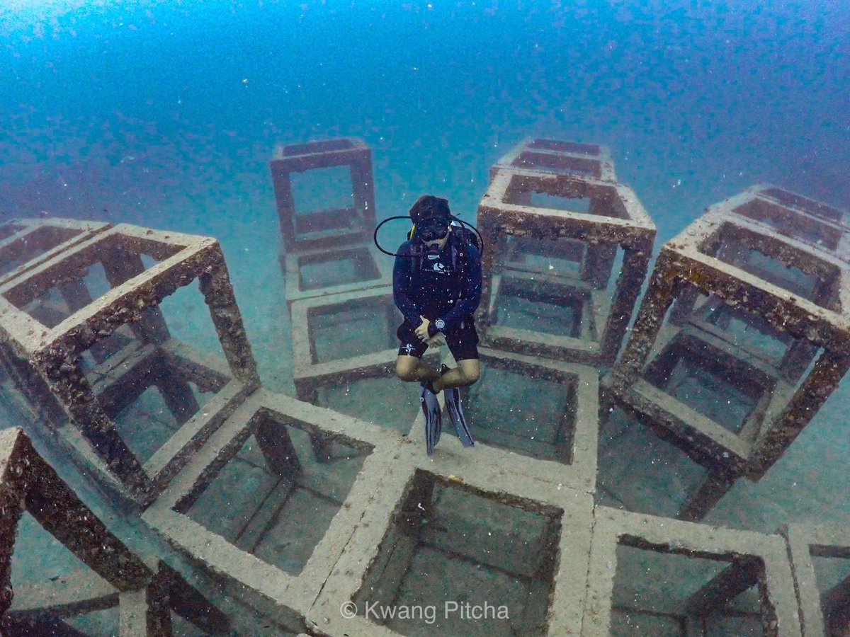 NavaScuba's tweet photo. Hanging around the artificial reef. 💙😎🐡🐠🐟🐬🐳
•
•
•
#kohtao #underwater #reef #diving #scuba #scubadiving https://t.co/lXkFMU2RGY