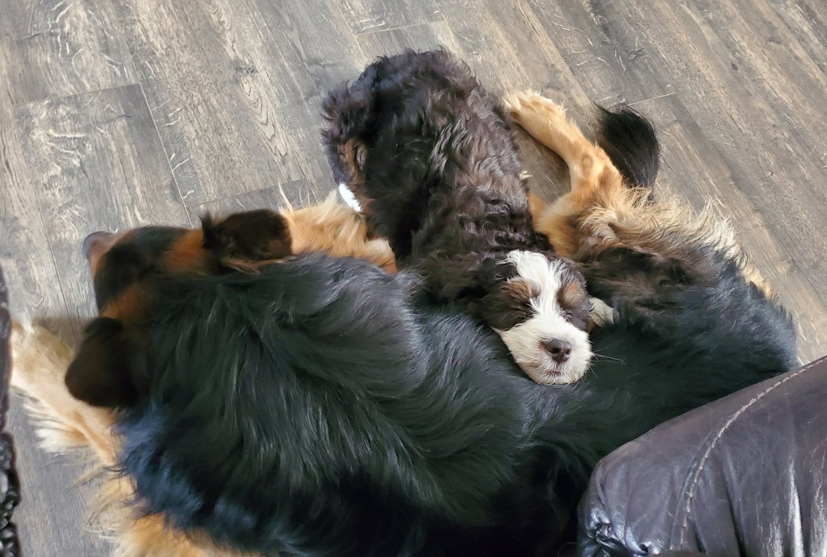 MajorGrubs4's tweet photo. After a long day of work at MPD, it's comforting to come home and snuggle with your big brother. #K9Chip has is own therapy dog and his name is Oscar! https://t.co/cVIxUl0Kkx