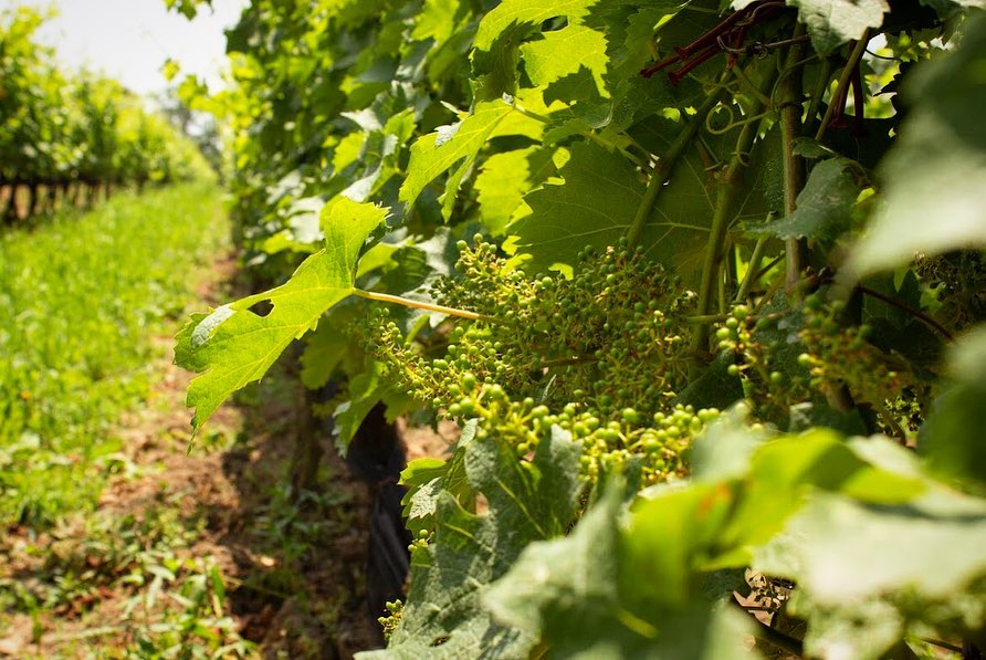 WineCountryOnt's tweet photo. In #StDavidsBench, there are several shallow streams that offer good drainage of the ground water issuing from the base of the escarpment, promoting healthy vine growth throughout the growing season.
📸 @RavineVineyard https://t.co/jWUpZncVeE