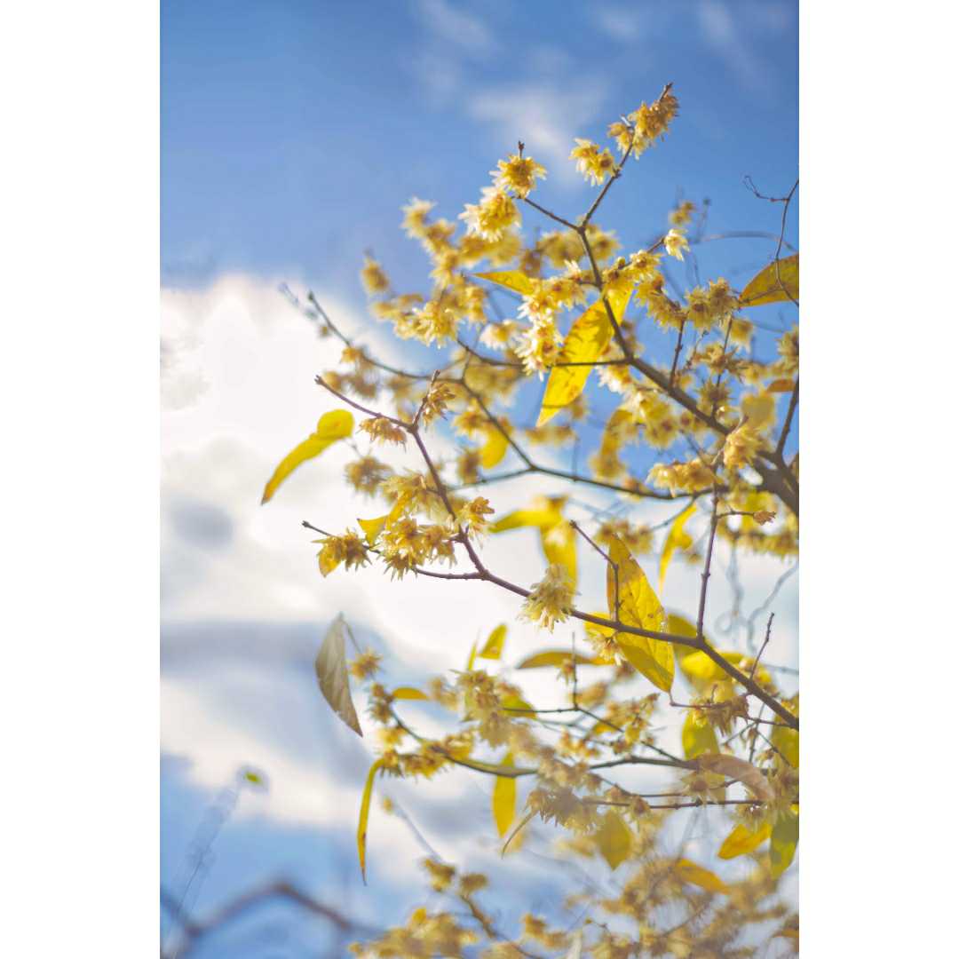 #冬
#flower #flowerphotography #photography #photo #α7ii #sonyα7ii #oldlens #vintagelens  #bokeh #bokehphotography #bokehphoto #開放寫眞部 #玉ボケ寫眞部 #オールドレンズ部 #オールドレンズ #ビンテージレンズ #京都府立植物園 #ファインダー越しの私の世界 #オールドレンズに恋をした